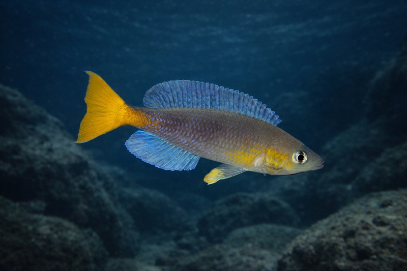 Cyprichromis sp. 'dwarf jumbo' Kagunga